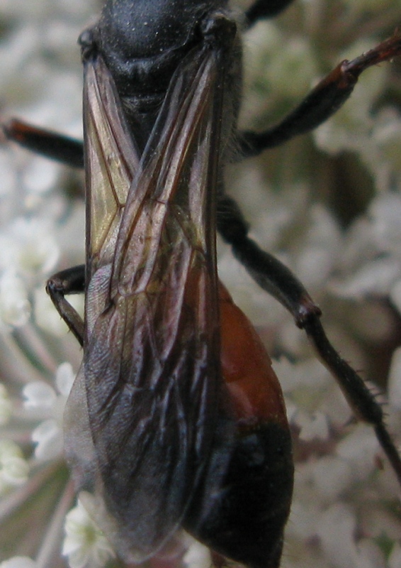 Sphecidae, Prionyx  lividocinctus ??